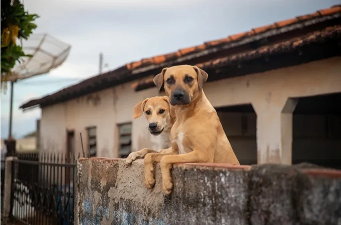 México reconhece cachorro caramelo como raça local e revolta brasileiros: 'Motivo para guerra'