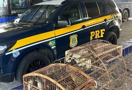 PRF resgata 97 aves vítimas de maus-tratos em ônibus clandestino no interior de Alagoas