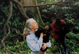 Morre Jane Goodall, cientista que revolucionou o estudo sobre os chimpanzés