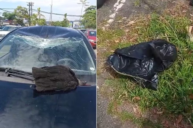 Urubu cai do céu e destrói carro estacionado no litoral de SP