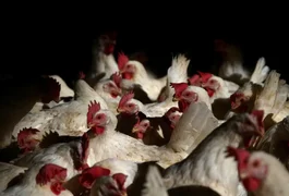 Brasil registra 122 mil casos de canibalismo entre frangos em 2025
