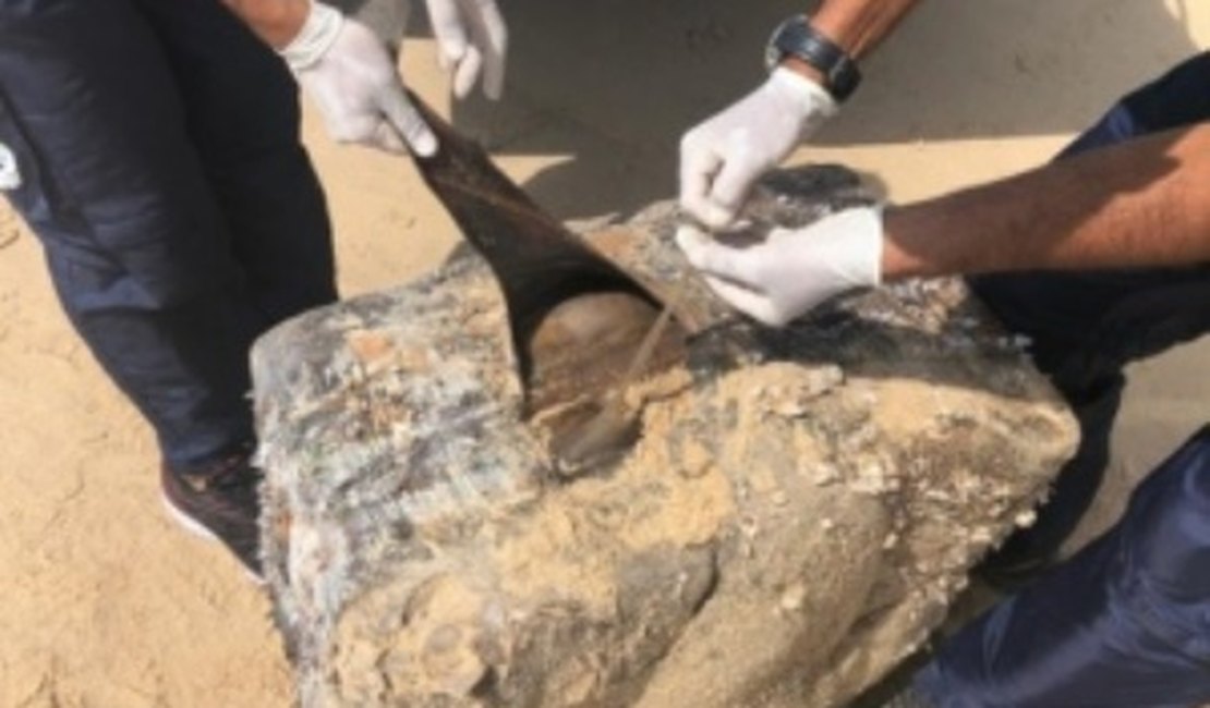 Análise do IMA deve acabar com mistério sobre caixas encontradas em várias praias de Alagoas