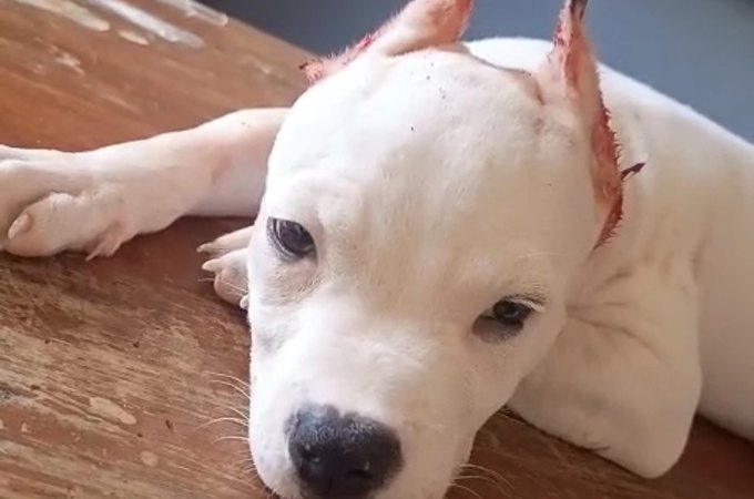 Polícia Civil indicia homem por oferecer corte de orelhas de animais mediante pagamento em Alagoas