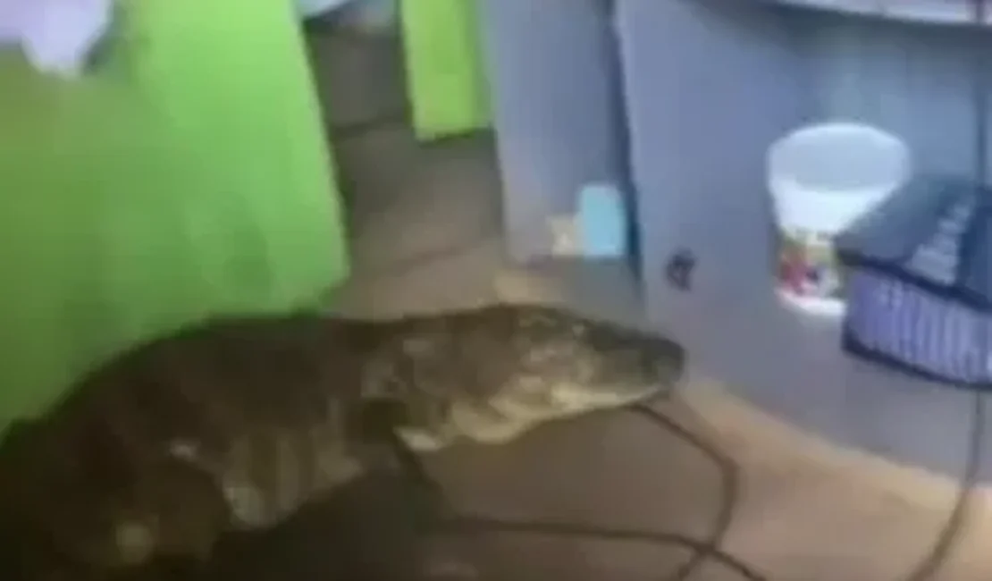 Jacaré é encontrado dentro de casa no bairro Petrópolis, em Maceió