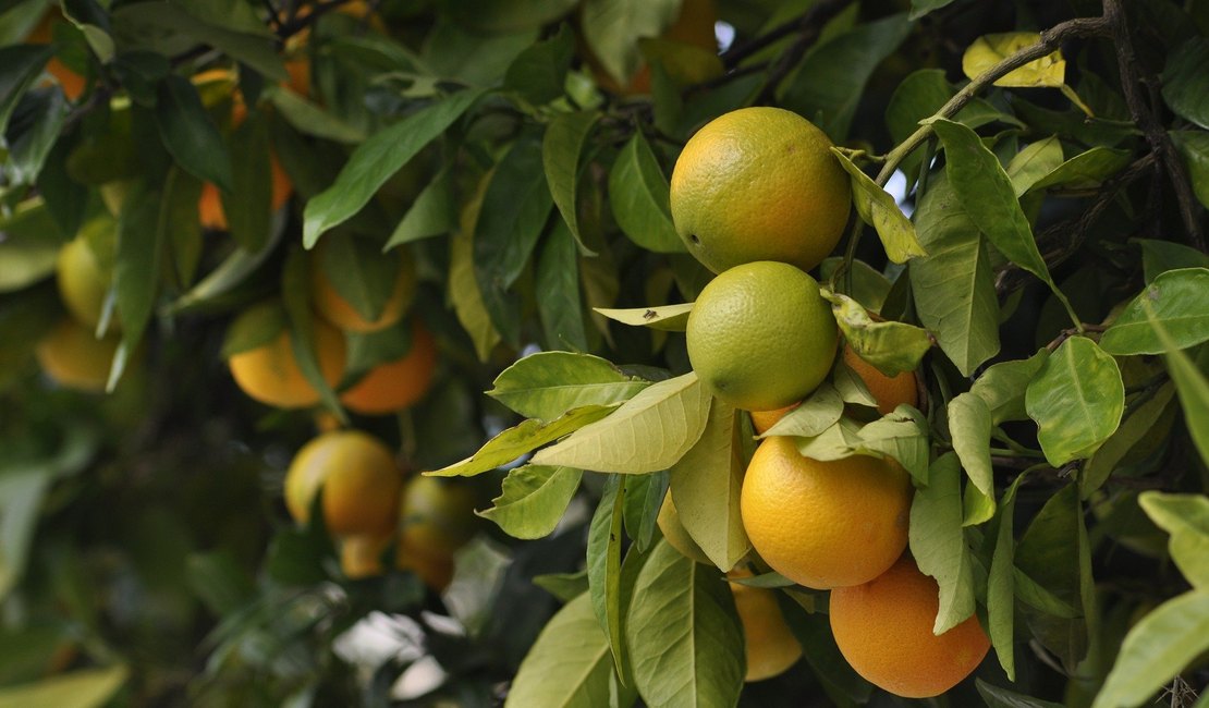 Sebrae e Senar assinam convênio para desenvolver a fruticultura e horticultura em Alagoas