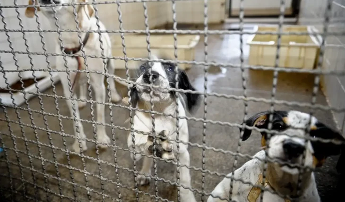 MPAL denuncia dois homens por maus-tratos a animais