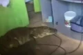 Jacaré é encontrado dentro de casa no bairro Petrópolis, em Maceió