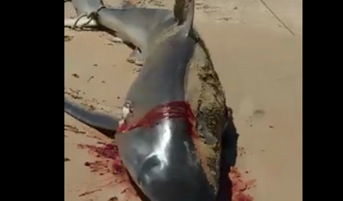 VÍDEO. Tubarão é esquartejado por populares na Praia do Miaí, em Coruripe