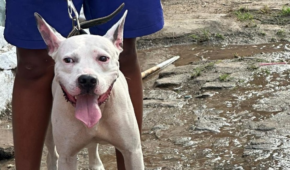 Menor é flagrado conduzindo pitbull sem focinheira e responsável é autuado em Arapiraca