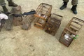 Polícia Ambiental apreende armas, resgata aves silvestres e flagra caça ilegal em Alagoas