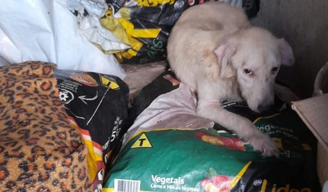 Homem é preso por matar cachorros em Recife; protetora denuncia que carne teria sido vendida