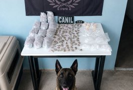 Cão farejador encontra quase 1 kg de drogas escondidas em área de mata em Arapiraca