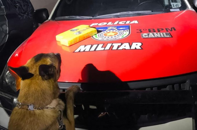 Polícia apreende quase dois quilos de maconha em terreno baldio no bairro Boa Vista, em Arapiraca