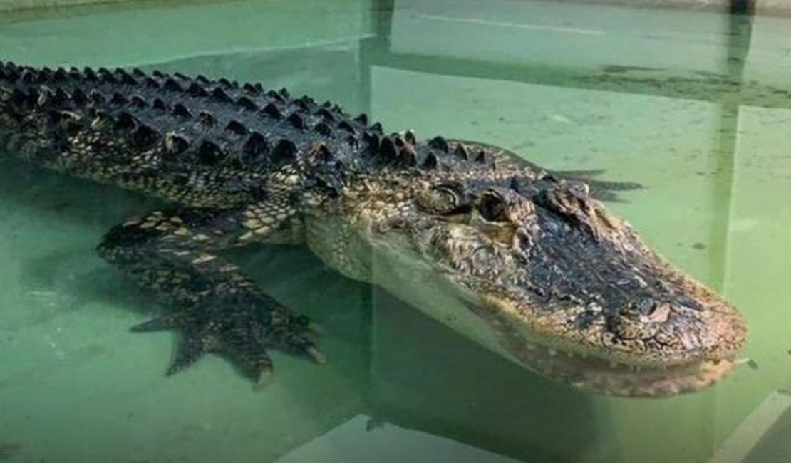 Menino compra peixe pela internet e recebe crocodilo em risco de extinção