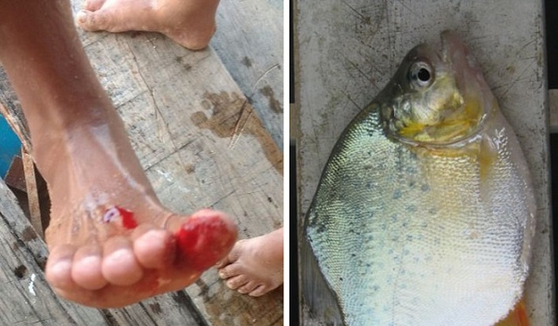 Piranhas atacam mais de 24 banhistas em Pão de Açúcar