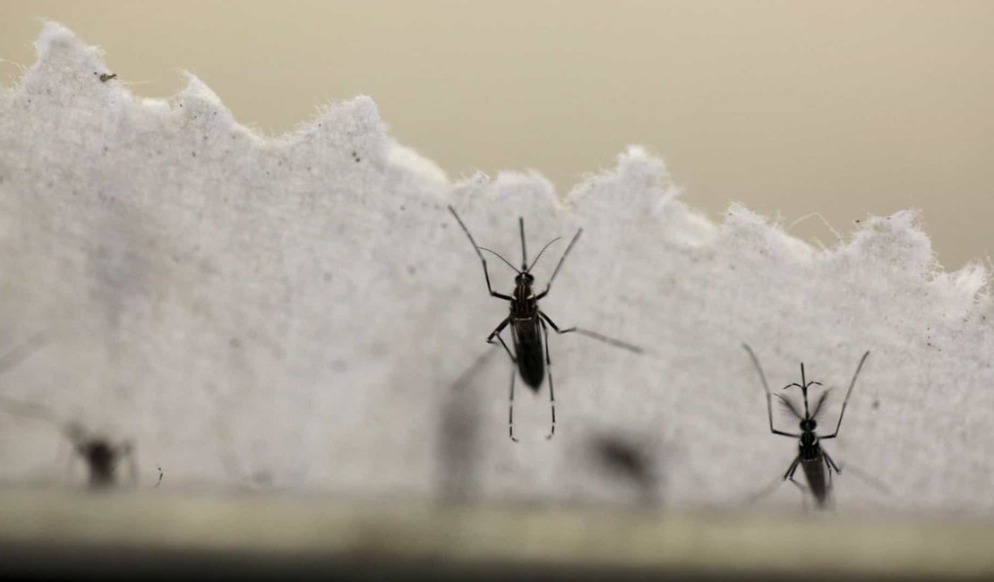 Verão é propício para alta de casos de dengue, chikungunya e zika