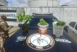 Polícia Militar apreende 5kg de drogas e descobre plantação de maconha em Maceió