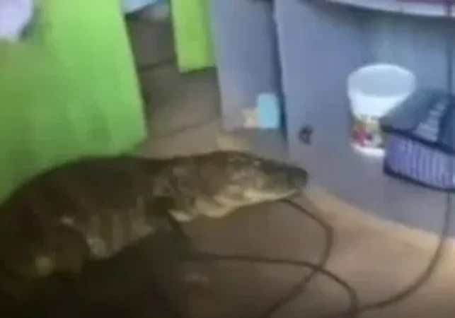 Jacaré é encontrado dentro de casa no bairro Petrópolis, em Maceió