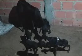 VÍDEO: Em caso raro, ovelha surpreende família de agricultor e tem ninhada de cinco filhotes em Arapiraca