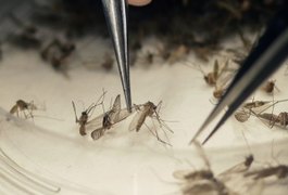 Governo declara fim da emergência em saúde pública por zika e microcefalia