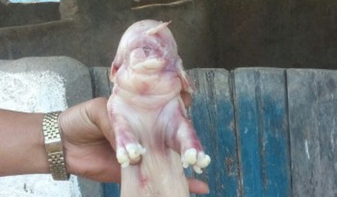 Porco com “feições humanas” nasce em Jaramataia