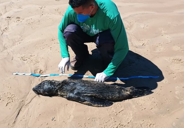 Lobo-marinho é encontrado morto em Feliz Deserto