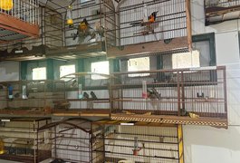Cetas recebe aves em situação de maus-tratos após apreensão no Aeroporto Internacional Zumbi dos Palmares