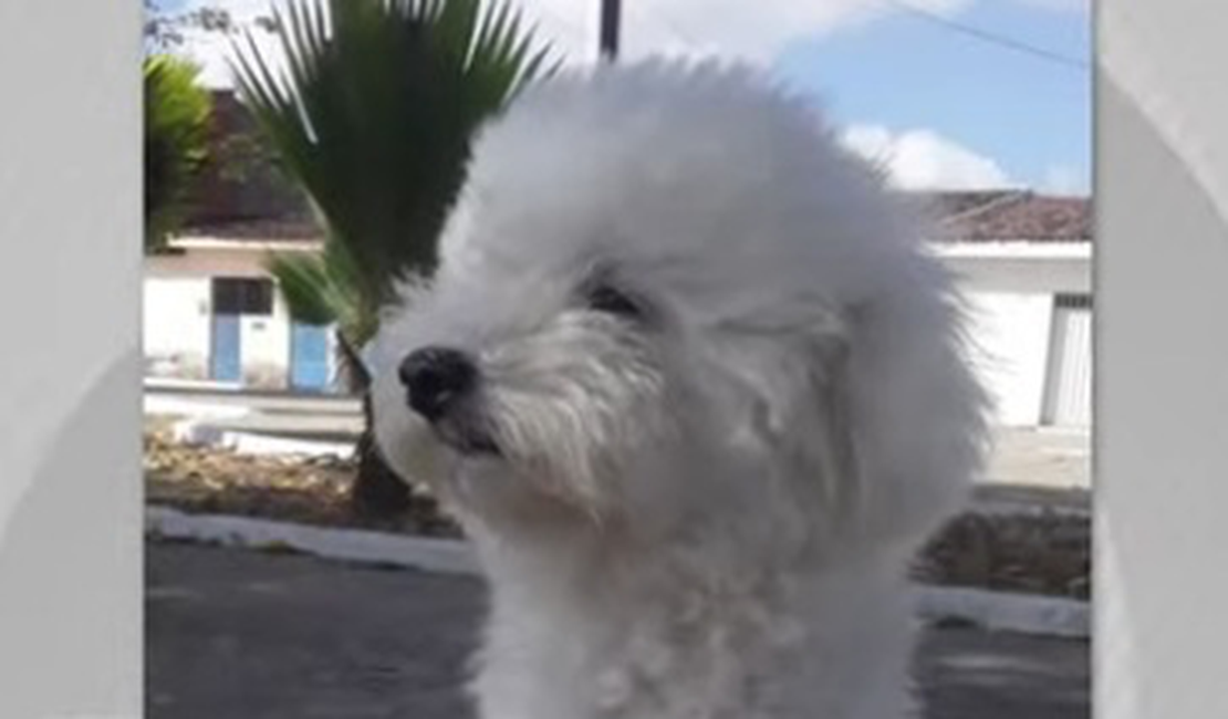 Cadela morre após ataque de pitbull solto no bairro Cidade Universitária, em Maceió