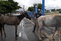 ﻿Capturas de animais em via pública é realizada pela ﻿Unidade de Controle de Zoonoses em Maceió; veja como solicitar