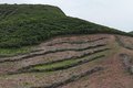 Fiscalização localiza área desmatada equivalente a cerca de 800 campos de futebol entre Traipu e Batalha