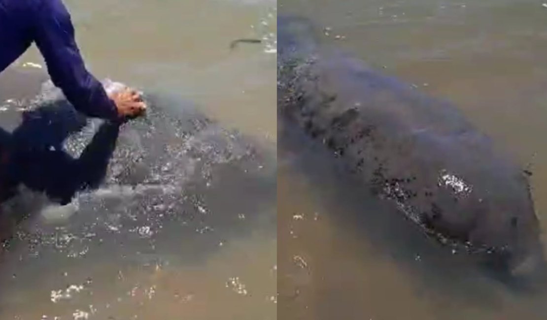 VÍDEO: Homem sobe em peixe-boi e escova animal em Piaçabuçu; ação é considerada molestamento