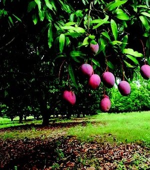 Homem ameaça vizinha após ser proibido de tirar frutas de árvores, em Arapiraca; PM foi acionada