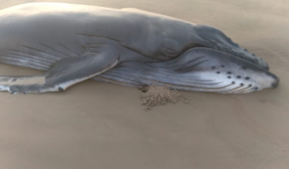 Filhote de baleia jubarte é encontrado morto na Praia do Pontal do Peba, em Alagoas