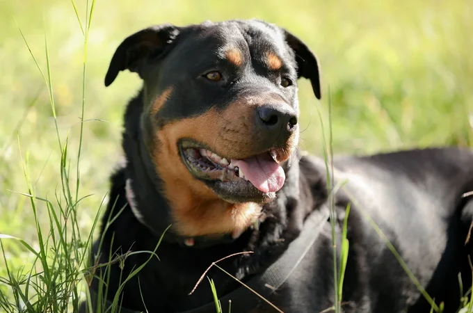 Cães de grande porte envelhecem mais rápido, aponta estudo