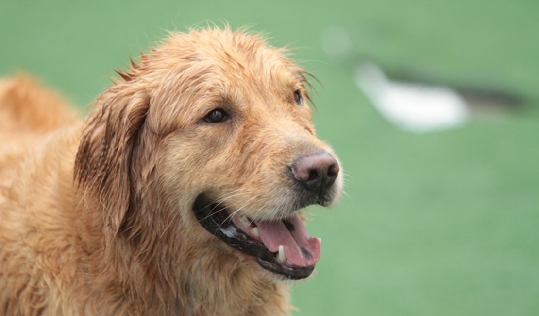 Saiba o que fazer para minimizar o impacto dos fogos na saúde dos pets