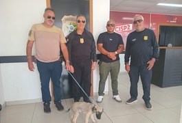 Homem causa ferimento grave no globo ocular de cachorro e é preso em Teotônio Vilela