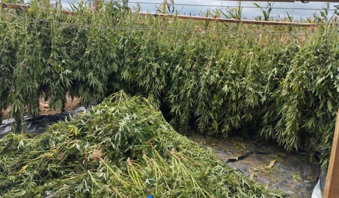 Cerca de 2 toneladas de maconha são apreendidas pela PF na divisa entre Alagoas e Bahia