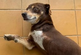 Família de Arapiraca busca informações sobre cachorro desaparecido