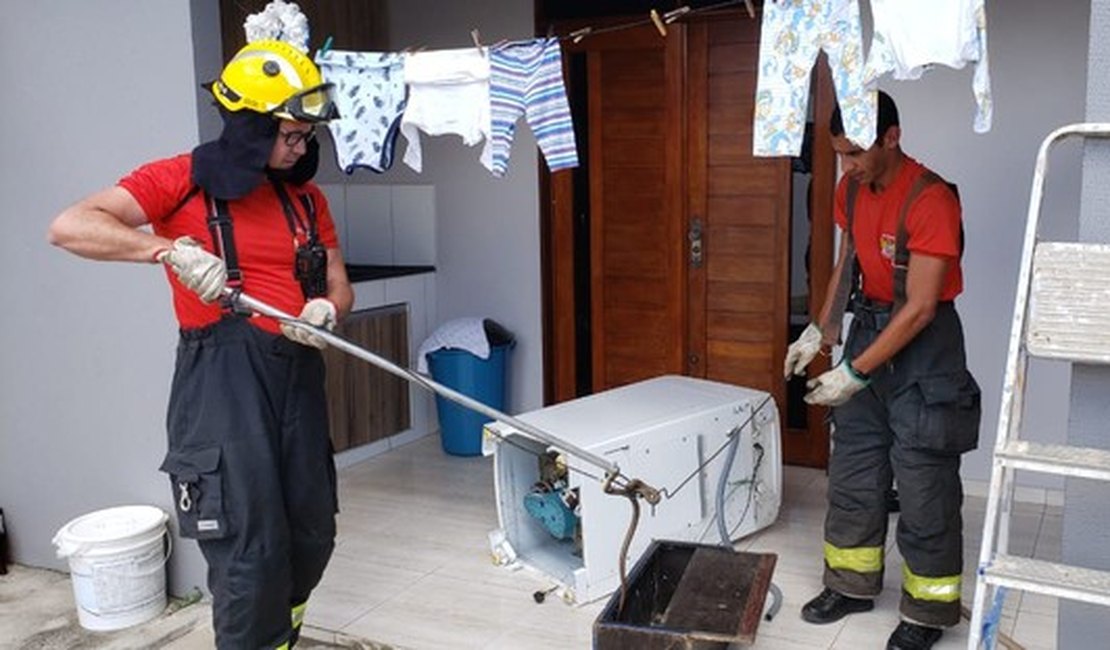 Bombeiros retiram cobra de dentro de máquina de lavar em Arapiraca