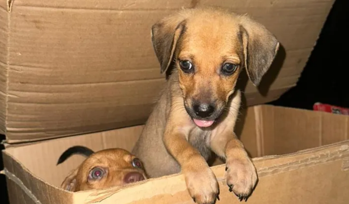 Polícia Civil investiga abandono de filhotes de cachorros em Maceió; animais estavam dentro de caixa