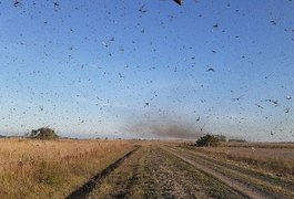 Nova nuvem de gafanhotos está se formando; confira locais