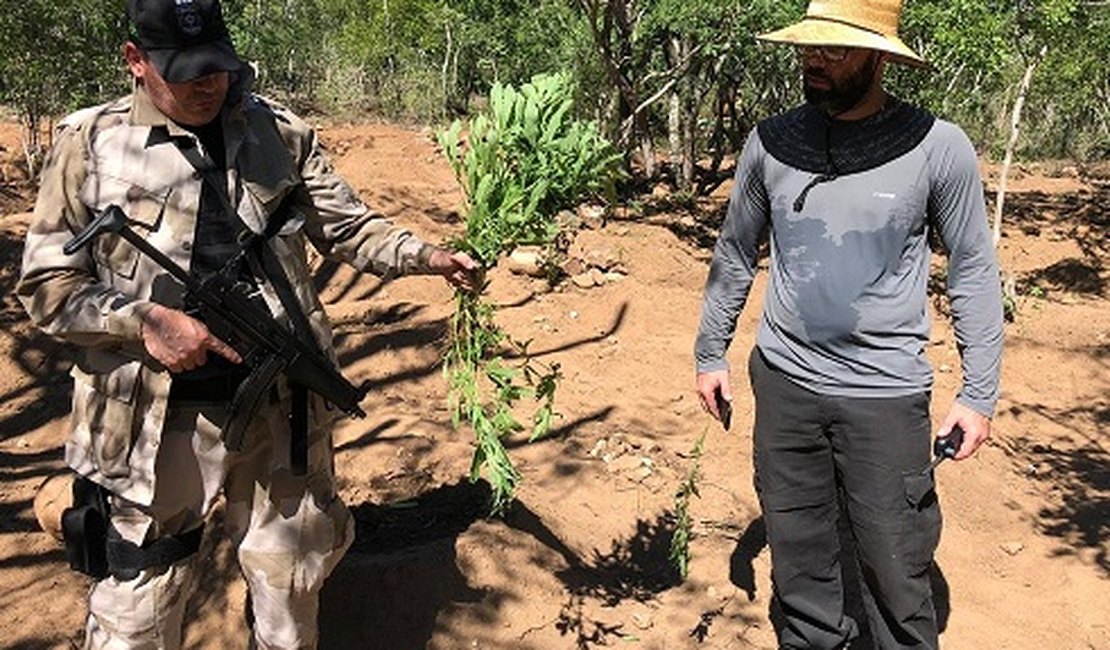Operação integrada destrói plantio com cerca de 700 pés de maconha no sertão de Alagoas