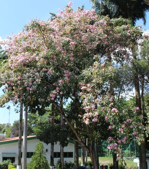 Alagoas Mais Verde: Ipê Rosa possui benefícios para além da arborização