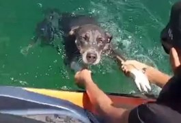 VÍDEO: pai e filho salvam cachorra que estava se afogando no meio do rio São Francisco