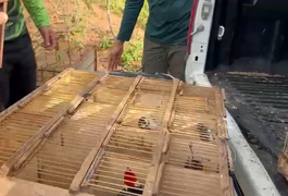 Vinte e seis animais silvestres são resgatados de maus-tratos em feira de Palmeira dos Índios