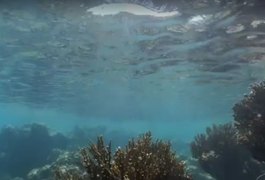 Mergulhador é suspeito de abusar sexualmente de turista nas piscinas naturais de Maragogi, AL