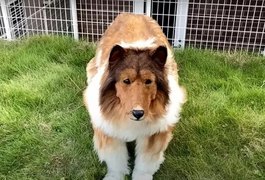Japonês gasta R$ 70 mil para se tornar um cachorro