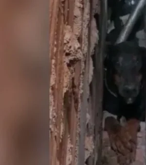 Assustado com fogos de artifício na virada de ano, cachorro se esconde em parede e fica preso; VÍDEO