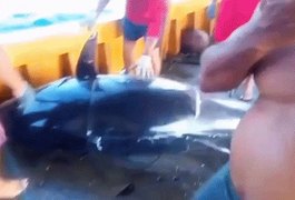 Pescadores fisgam atum de R$ 140 mil, mas perdem 'bolada' por um detalhe