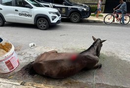 Policia resgata égua vítima de maus-tratos na Ponta Verde, em Maceió